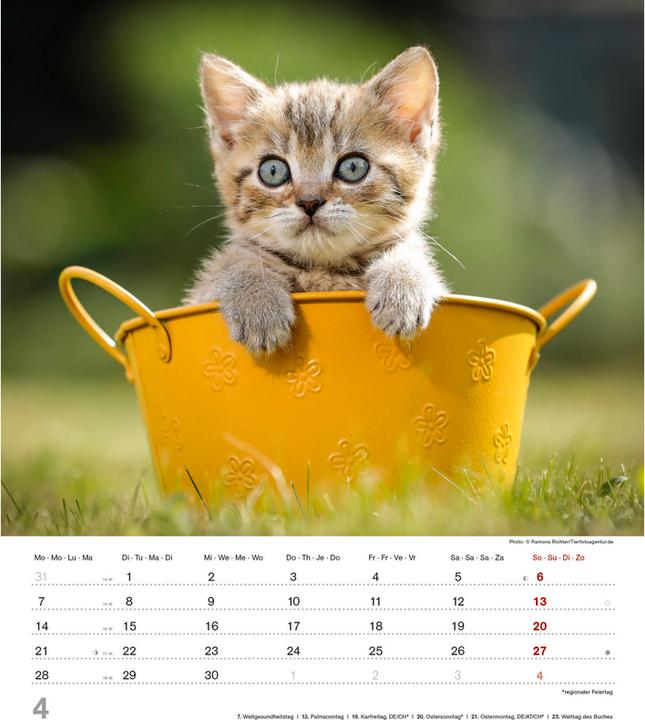 Produktbild Alpha Edition Niedliche Katzenkinder 2025 Bildkalender, 30x34cm, Kalender mit niedlichen (30 x 34 cm, Harter Einband, Deutsch)