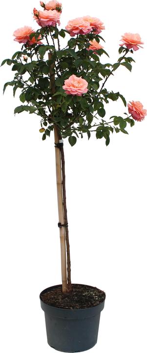 Image du produit Zulauf Rosier floribunda (180 cm)