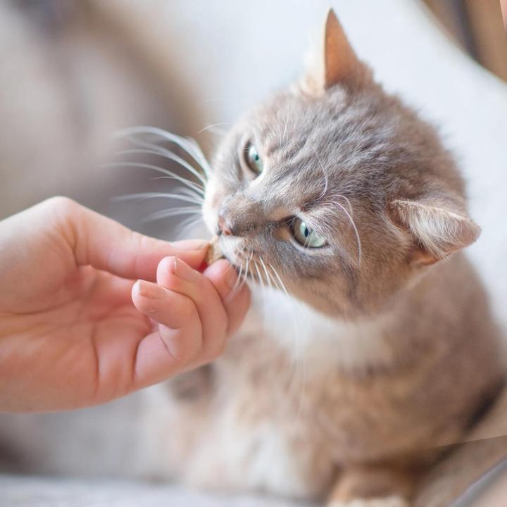 Actual product image Ultra Premium Direct Ultra Premim Direct Calming Treat (Junior, Senior, Adult, 40 g)