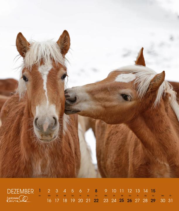 Image du produit Haflinger 2025 (Couverture rigide, Allemand)