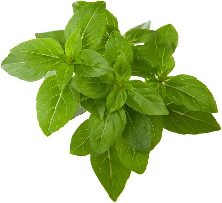Actual product image Click and Grow Dwarf Basil (Herb seeds)