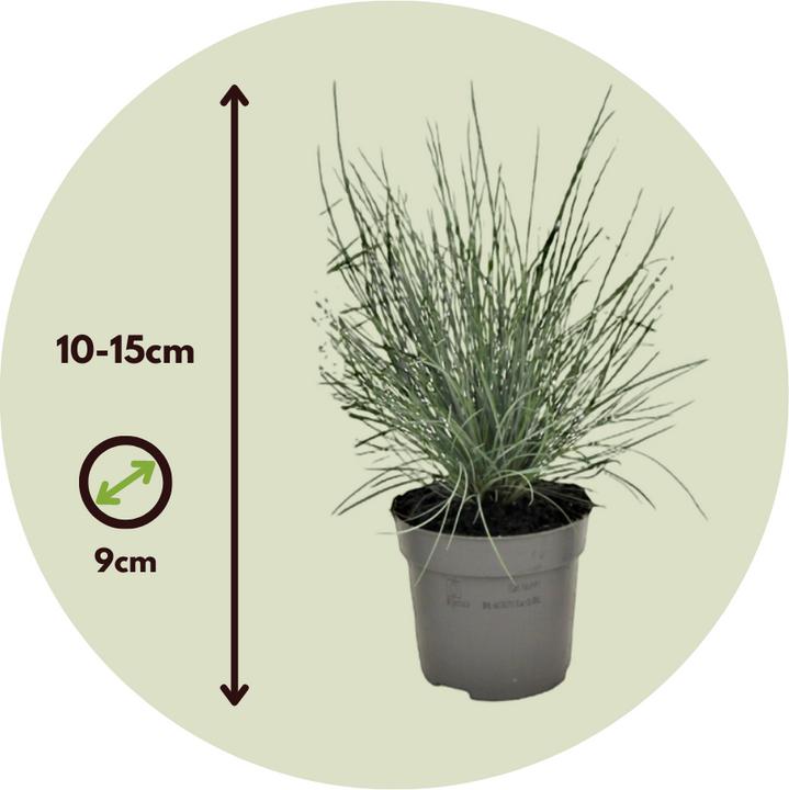 Produktbild Plant in a Box Festuca glauca 'Elijah Blue' - 6er Set Blaugrünes Schwingel (10 cm)