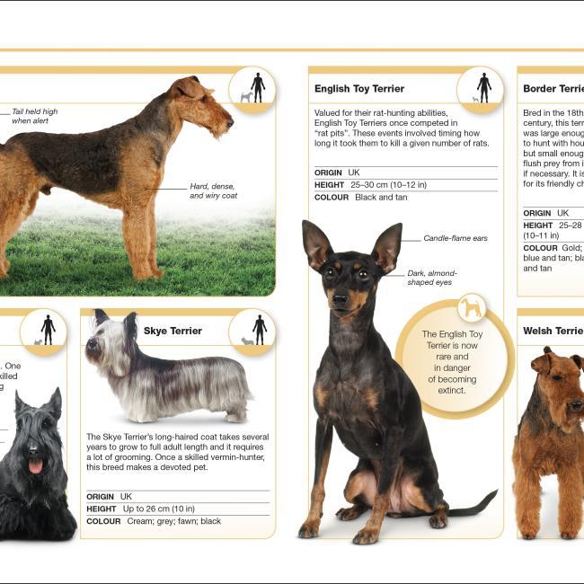 Actual product image Pocket Eyewitness Dogs (English, 2018)