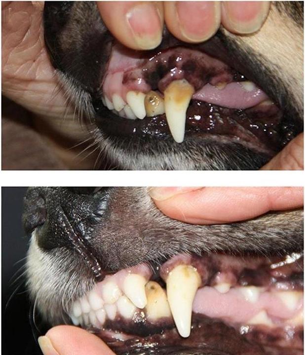 Immagine prodotto Mira-pet Spazzolino ad ultrasuoni (Cane, 2021.25 ml)