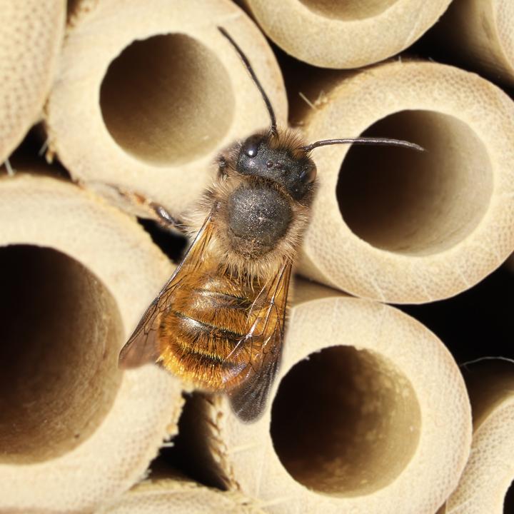 Image du produit Relaxdays Hôtel-insectes (Abeille)
