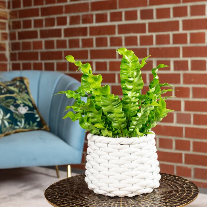 Image du produit Flowerbox Nestfarn - Asplenium nidus 'Crispy Wave' (25 cm)
