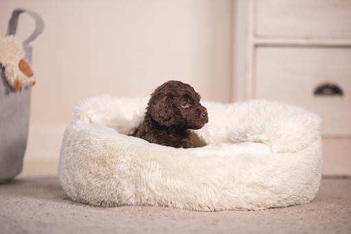 Immagine prodotto Beeztees Letto per cuccioli Kiki (Cane)