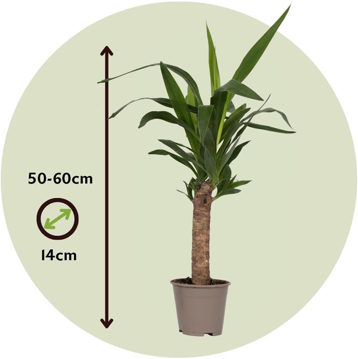 Immagine prodotto Plant in a Box Yucca elephantipes - (50 cm)