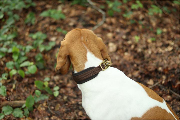 Image du produit Niggeloh Collier DeLuxe (M, Chien, Général)