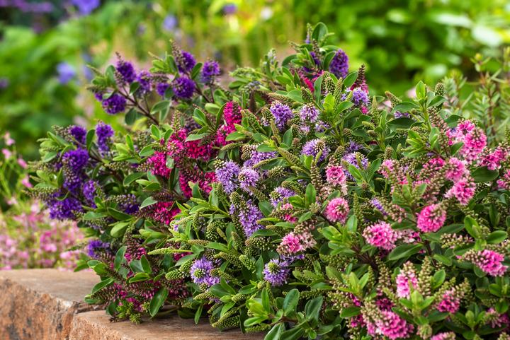 Produktbild Plant in a Box Hebe All Blooms 'Siara', 'Ranaia', 'Samona' - (30 cm)
