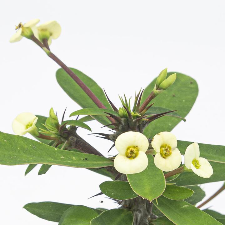 Actual product image Kakteen Gautschi Euphorbia milii Set (25 cm)