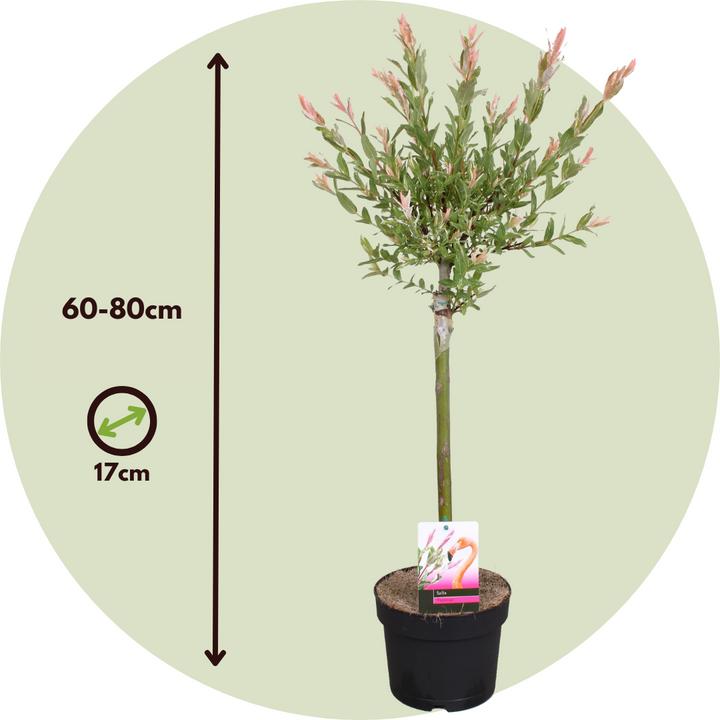 Produktbild Plant in a Box Salix integra 'Flamingo' (60 cm)