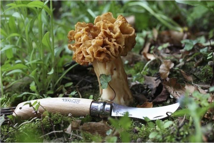 Produktbild Opinel Pilzmesser (8 cm)