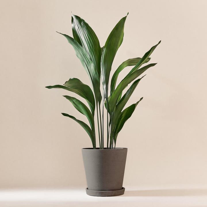 Produktbild Mary and Plants Schusterpalme (95 cm)