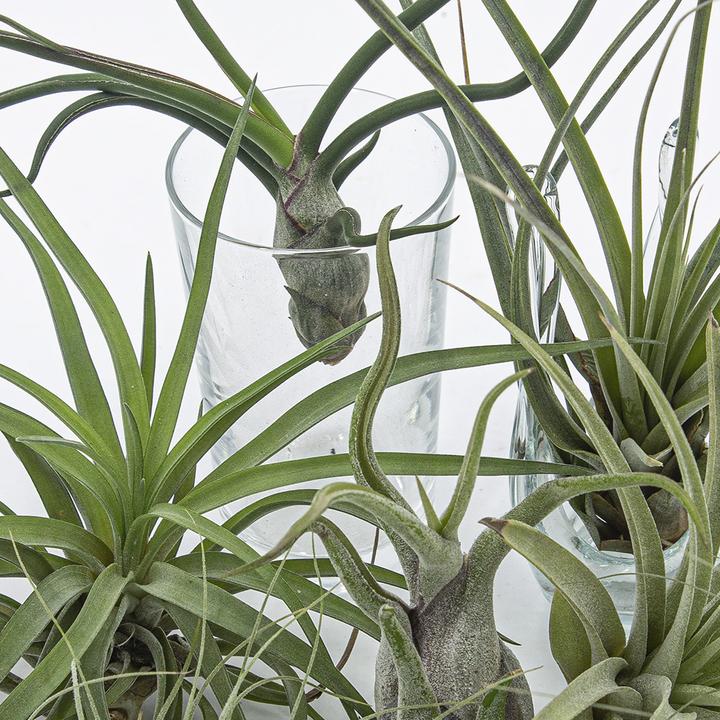 Produktbild Kakteen Gautschi Tillandsia-Set 3 (15 cm)