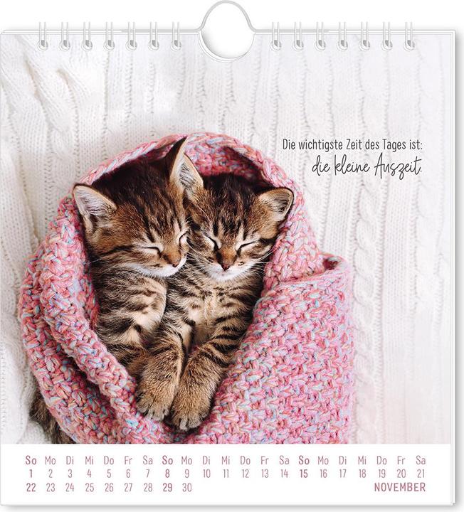 Immagine prodotto Postkartenkalender 2026 Auf leisen Pfot (16 x 17 cm, Tedesco)
