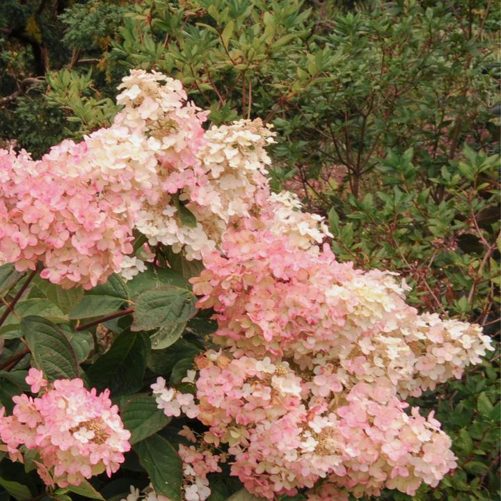 Produktbild Plant in a Box Hydrangea Paniculata 'Pink Lady' - 3er Set Hortensien (25 cm)