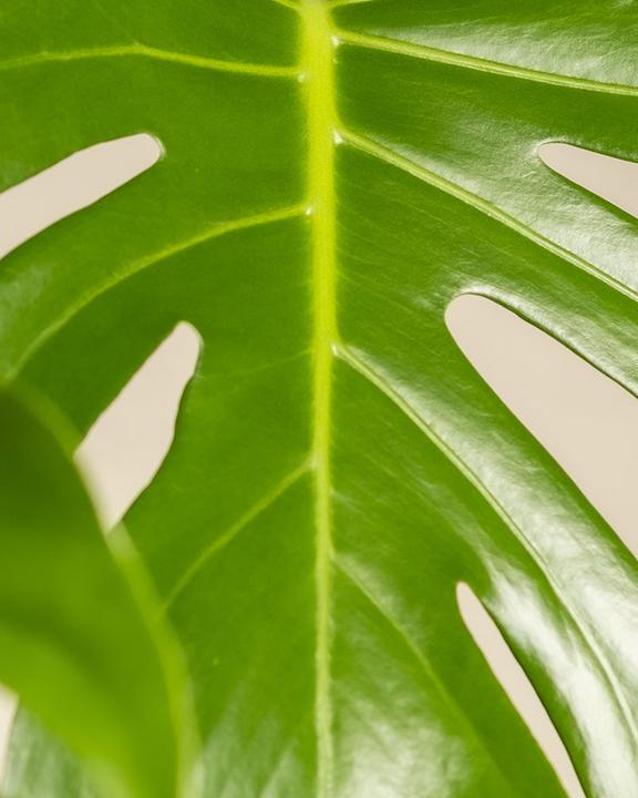 Image du produit feey Grand Monstera (65 cm, Fraîchement rempotés)