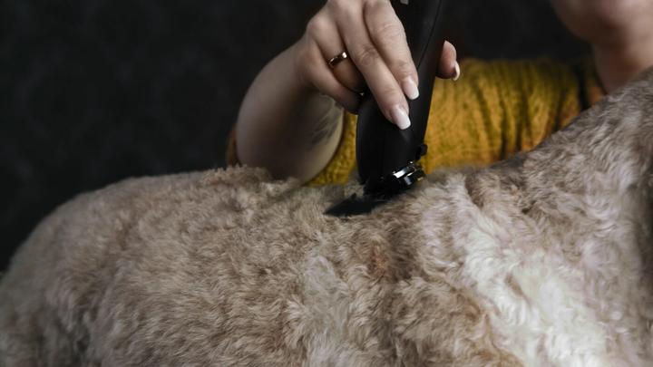 Produktbild Moser Max 50 (Hund, Katze)