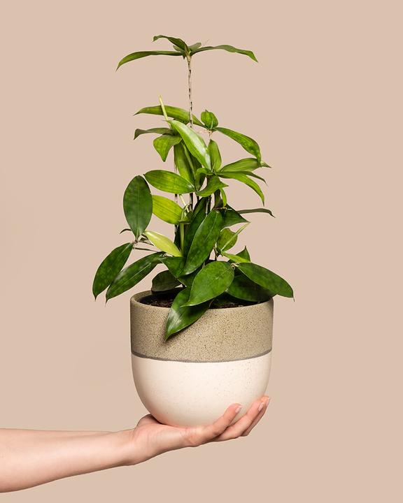 feey Bambus-Drachenbaum (55 cm, Frisch umgetopft)