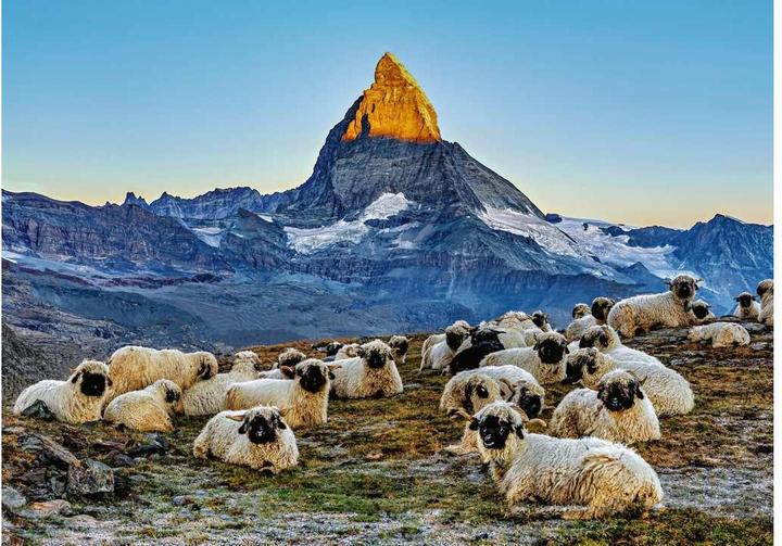 Produktbild Ravensburger Meet the Sheep Zermatt (1000 Teile)