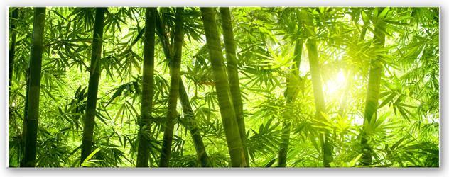 Produktbild Trenddeko Sonnenschein im Bambuswald - Panorama (40 x 100 cm)