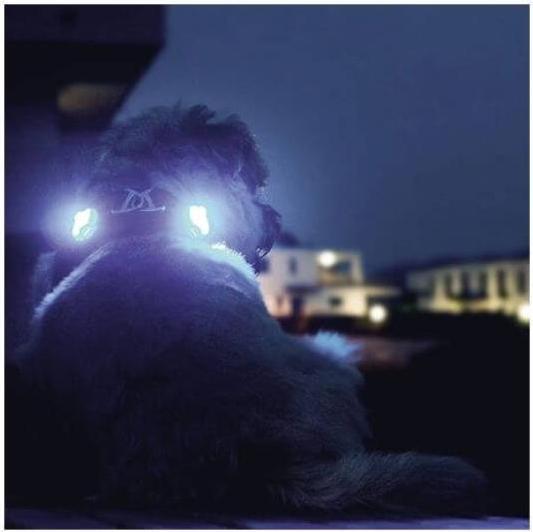 Actual product image Curli Luumi LED (Dog, General)