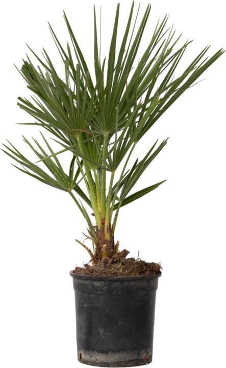 Image du produit Plant in a Box Chamaerops Humilis - Zwergpalme (50 cm)