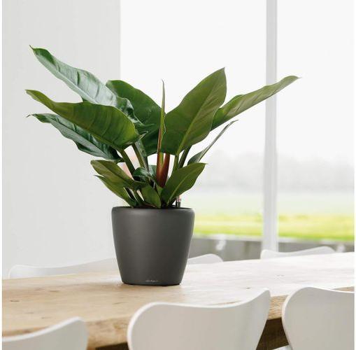 Immagine prodotto Lechuza Classico (22 cm)