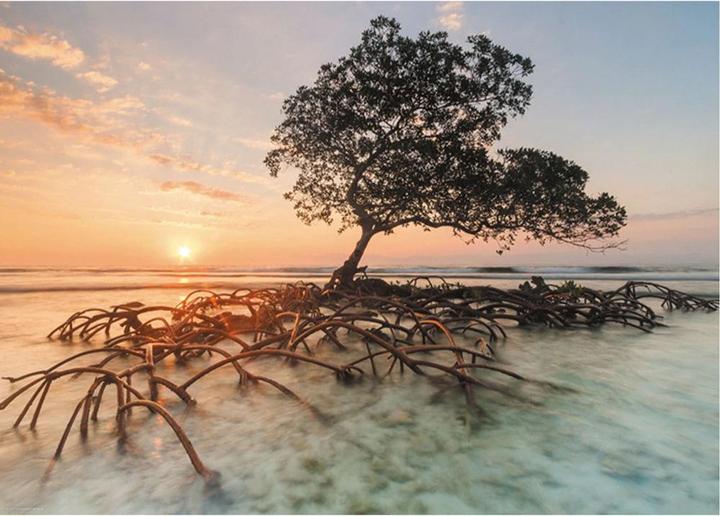 Produktbild Heye Red Mangrove (1000 Teile)
