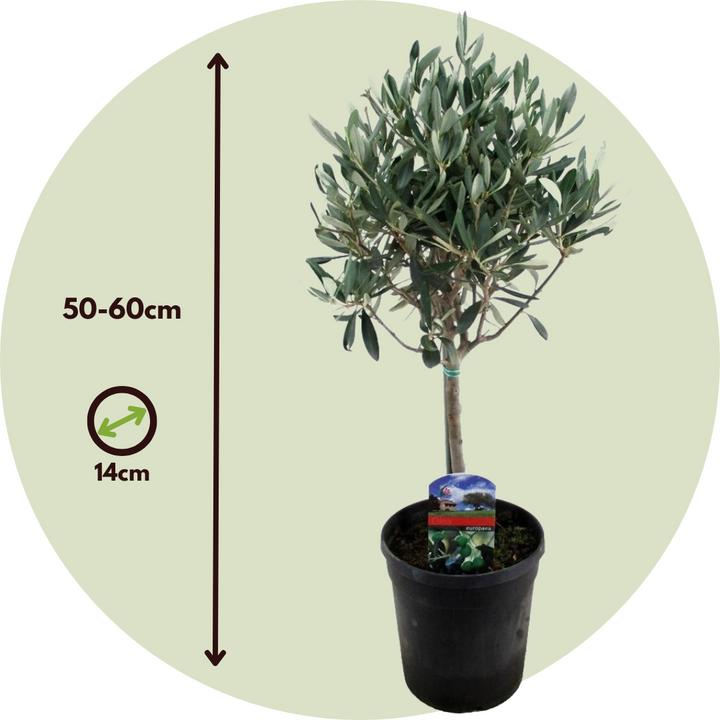 Produktbild Plant in a Box Olea Europaea (45 cm)