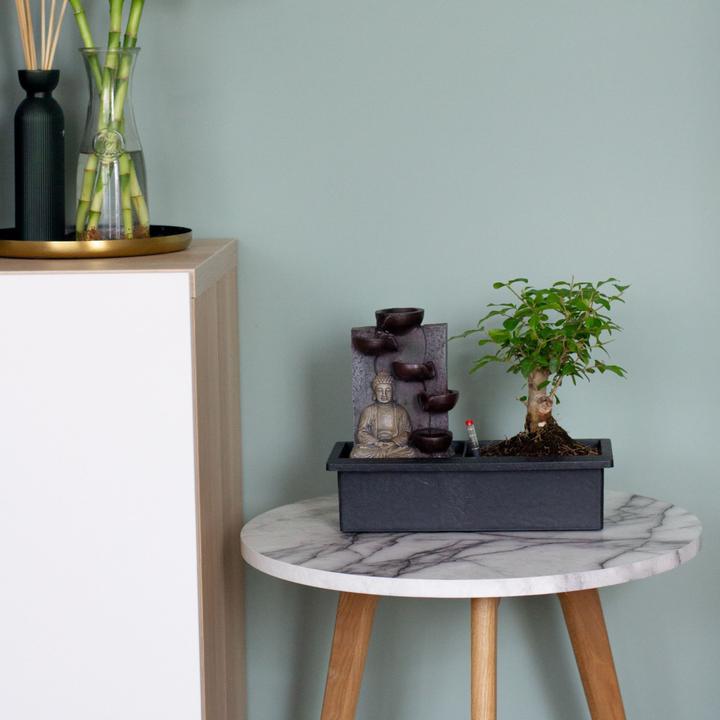 Image du produit Plant in a Box Bonsaï Ligustrum, Carmona, Ficus Retusa, Syzygium, Sageretia - Bonsaï système d'eau Bouddha (35 cm)
