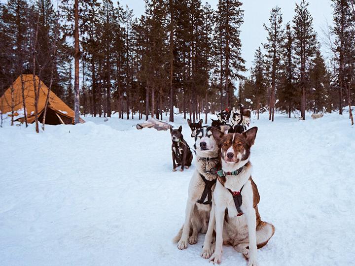 Produktbild Smartbox Winterurlaub in Schweden mit Polarlichtern und Husky-Schlittenfahrt (2 Pers.)