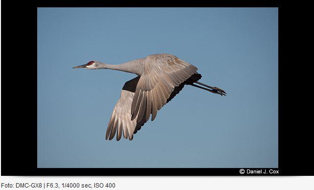 Immagine prodotto Panasonic 100-400mm f/4-6.3 Leica DG Vario-Elmar ASPH. potenza O.I.S. (Micro Four Thirds, Micro Four Thirds)
