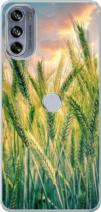 Cornfield