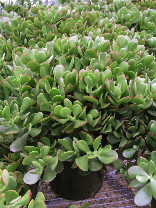 Immagine prodotto Plant in a Box Crassula ovata Minor - Pianta di giada (45 cm)