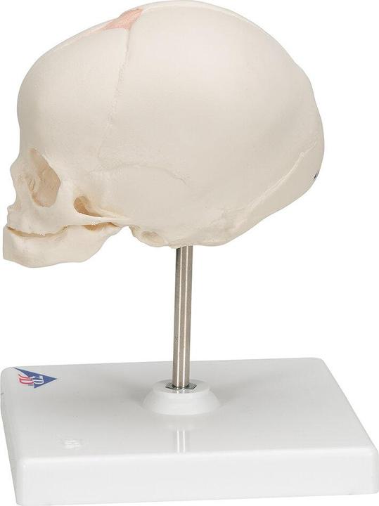 Immagine prodotto 3B Scientific Modello di cranio fetale, su supporto