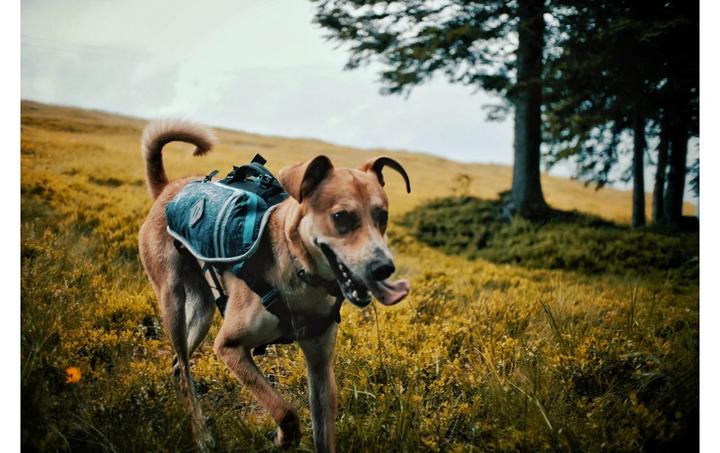 Produktbild Dogpak Moab Lite Hunderucksack L (L, Hundeschuhe)
