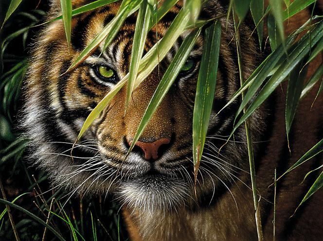 Produktbild Mammut Malen nach Zahlen "Tiger", 30 x 40 cm
