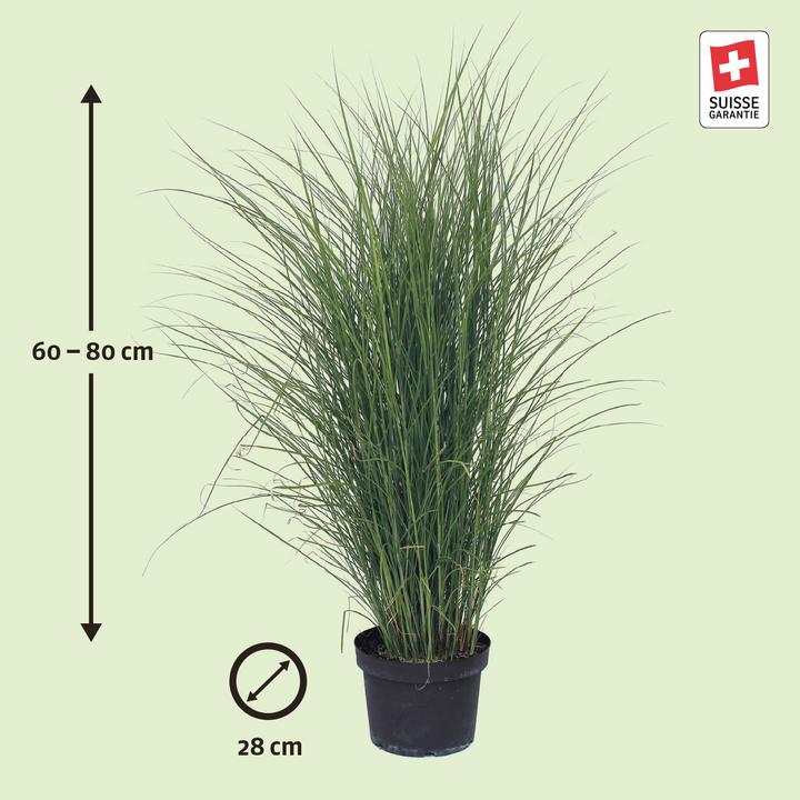 Actual product image Zulauf Chinaschilf / Miscanthus si. 'Gracillimus' (50 cm)