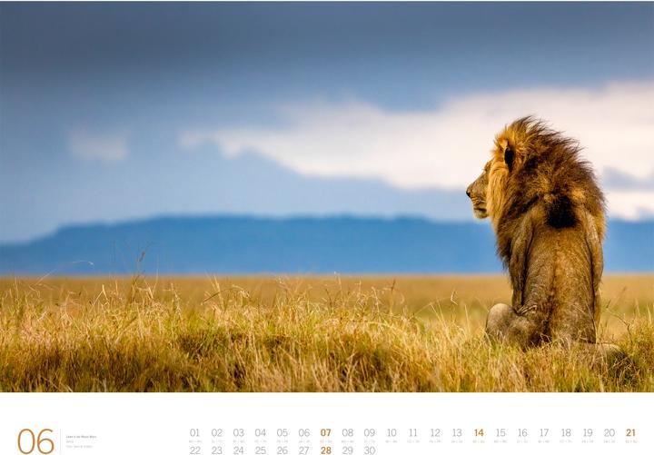 Produktbild Afrika - Gallery Kalender 2026 (66 x 50 cm, Harter Einband, Englisch, Deutsch)
