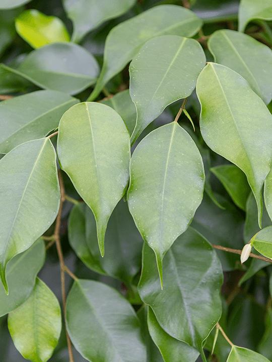 Image du produit Mahaloplants Ficus benjamina (60 cm, Fraîchement rempotés)