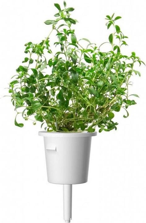 Image du produit Click and Grow Semences de sarriette des montagnes, paquet de 3 (Graines d'herbes aromatiques)