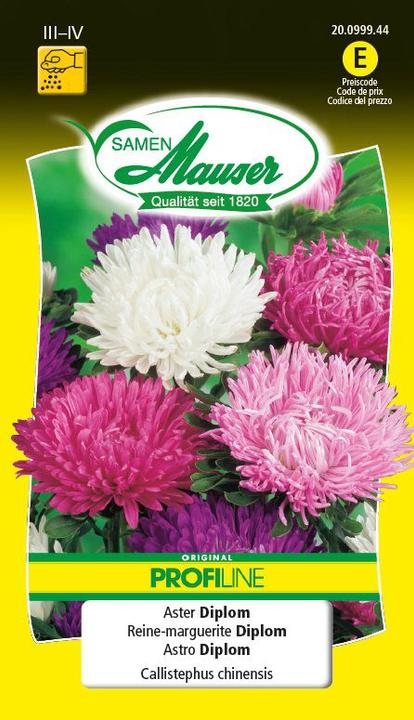 Aster Diplom Profiline (Blumensamen)