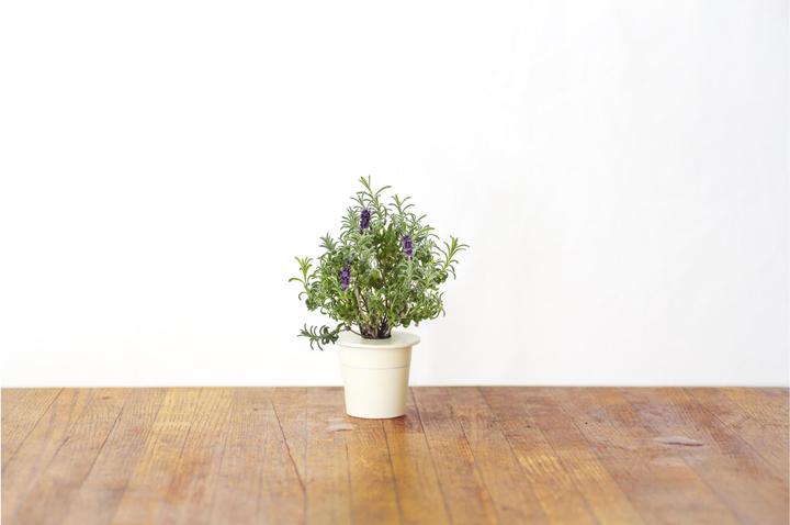 Actual product image Click and Grow Lavender (Herb seeds)