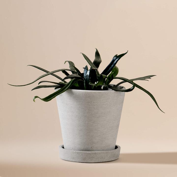 Immagine prodotto Mary and Plants Blu cobalto Fern HAY Grigio chiaro (15 cm)