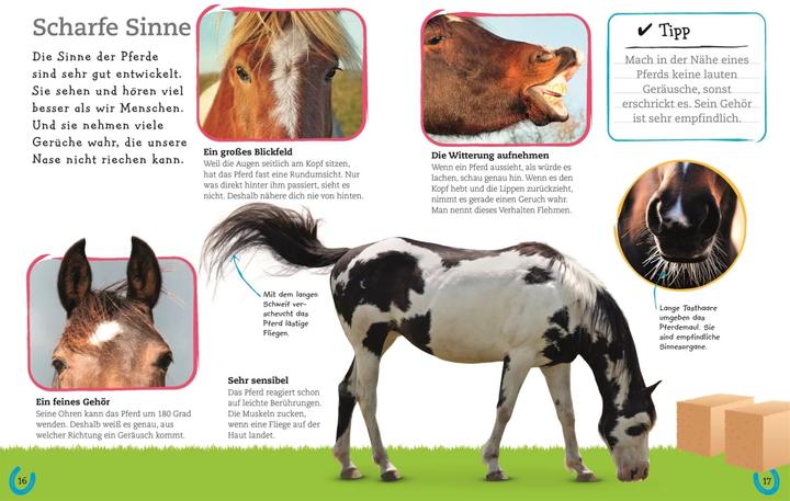 Immagine prodotto Pferde und Ponys (Tedesco, DK Verlag - Bambini, 2019)