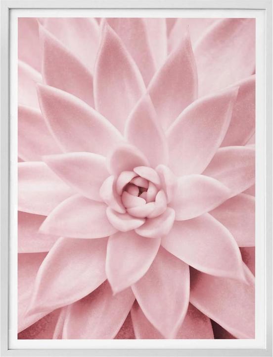 Immagine prodotto Trenddeko Rosa succulenta (100 x 120 cm)
