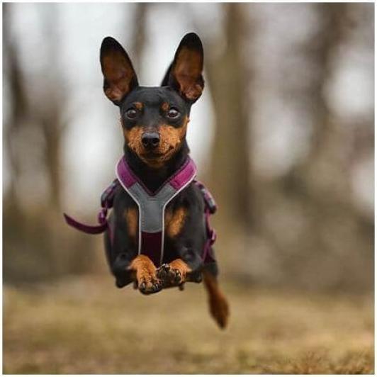 Actual product image Non-Stop Dogwear Line Harness 5.0 Orange 8 (8, Dog, General)