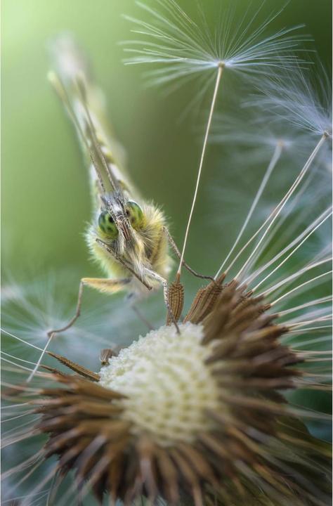Produktbild Venus Optic Festbrennweite 100 mm F2.8 2x Ultra Macro APO (Pentax K, Vollformat)